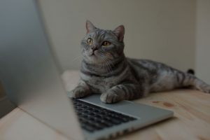 scottish straight gray cat working at the computer as a developer online
