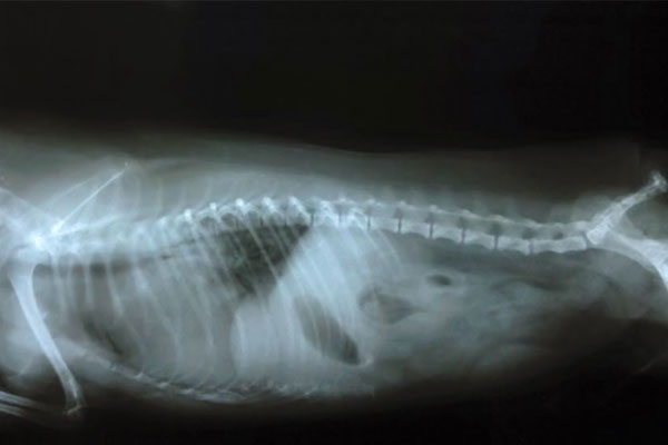 Dog chest xray
