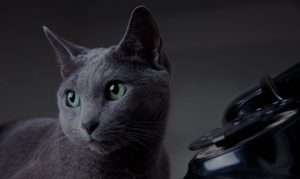 grey cat and vintage telephone