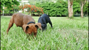 brown and black dog gif