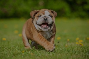 funny dog running in garden
