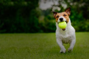 Puppy playing playing with ball in his mouth