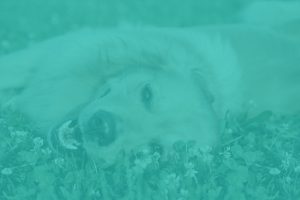 Dog playing on grass
