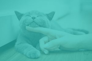 Lady playing with cat