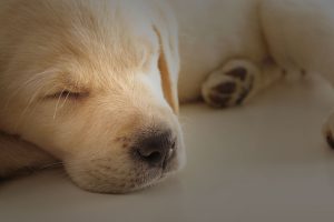 Pupppy sleeping on floor