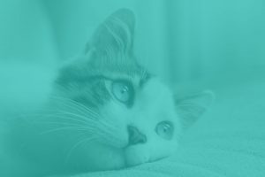 Cat lying on bed
