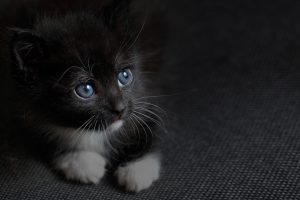 Cute kitten inside