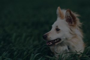 Dog in grass portrait