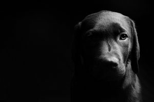 Black dog portrait on black background