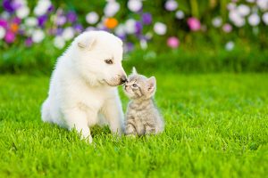 Cat and dog