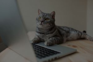 cat with laptop