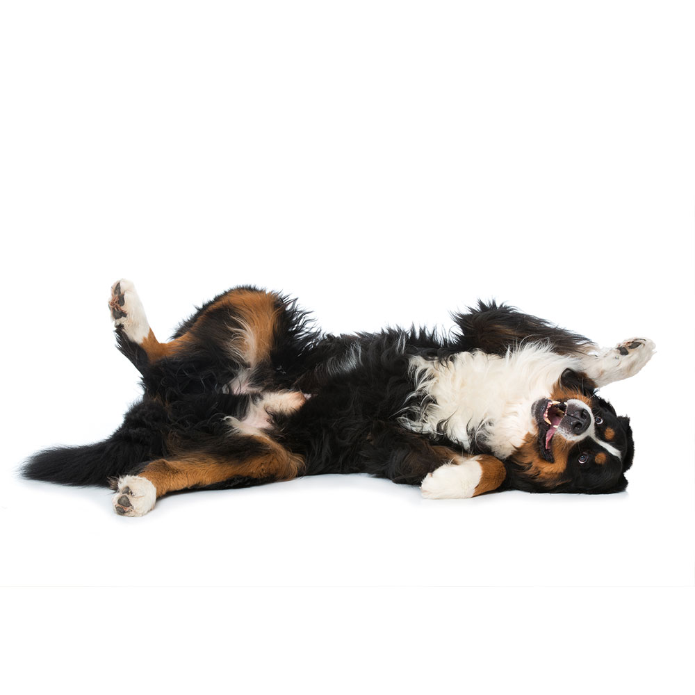 Dog playing on white background