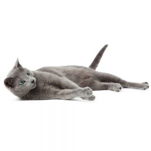 Grey cat playing on white background