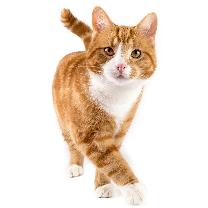 Cat looking at camera on white background