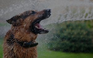 Dog playing with water