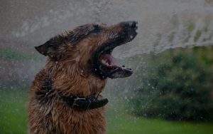 Dog playing with water